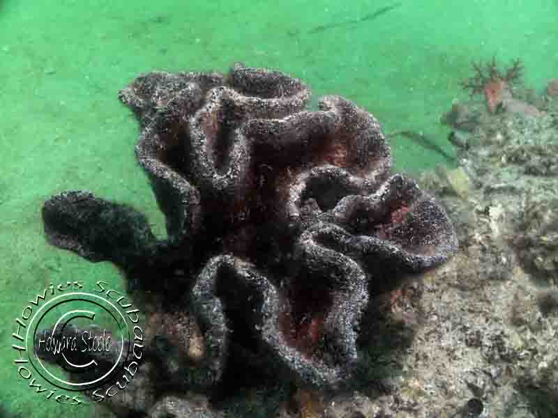 Identified Sponges, Howies Scuba